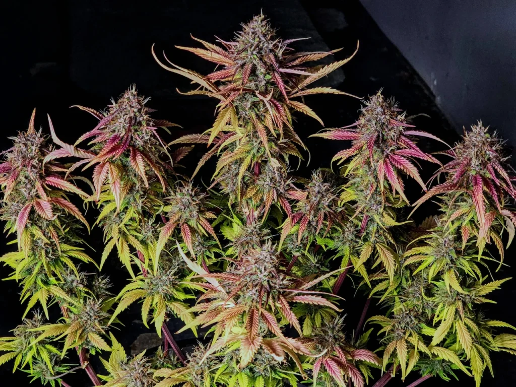 fast-buds-420-povnyi-hid-po-naishvydshym-avtokvituchym-sortam-konopel-u-2026-rot-374e