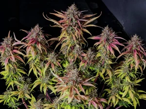 fast-buds-420-povnyi-hid-po-naishvydshym-avtokvituchym-sortam-konopel-u-2026-rot-374e